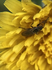 Coelopa