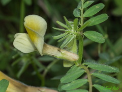 Vicia hybrida