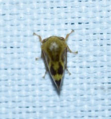 Ophiderma evelyna
