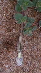 Silene succulenta corsica