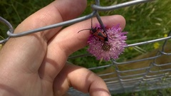 Stictoleptura cordigera