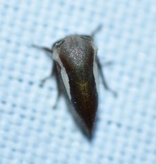 Ophiderma flavicephala