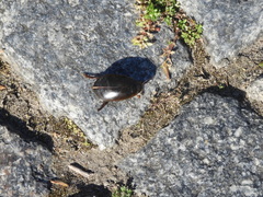 Megadytes