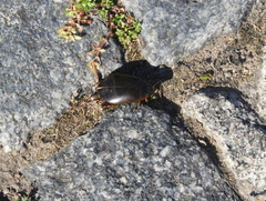 Megadytes
