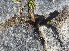 Megadytes