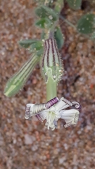 Silene succulenta corsica