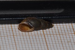 Omphiscola glabra