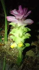 Curcuma aromatica