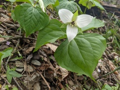 Trillium simile