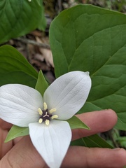 Trillium simile