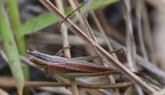 Conocephalus gracillimus