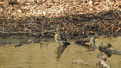Turdus pilaris