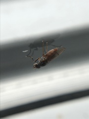 Pherbellia ventralis