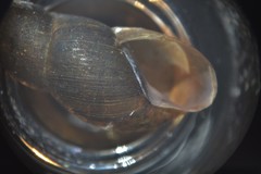 Omphiscola glabra