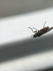 Pherbellia ventralis