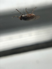 Pherbellia ventralis