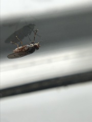 Pherbellia ventralis