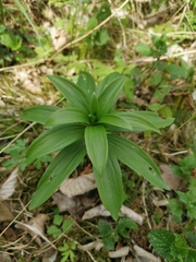 Lilium martagon