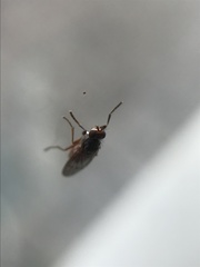 Pherbellia ventralis