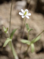 Meconella denticulata