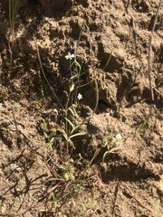 Meconella denticulata