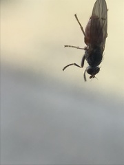 Pherbellia ventralis