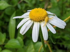 Leucanthemum
