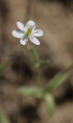 Meconella denticulata