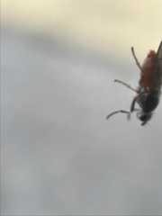 Pherbellia ventralis