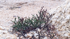 Limonium articulatum