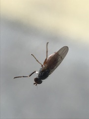 Pherbellia ventralis