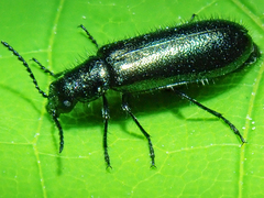 Dasytes caeruleus