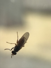 Pherbellia ventralis