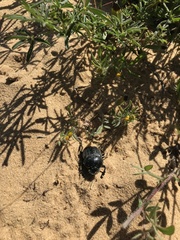 Scarabaeus cicatricosus