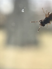 Pherbellia ventralis