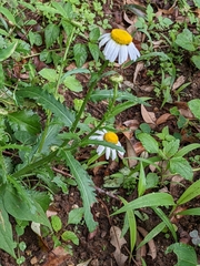 Leucanthemum