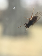 Pherbellia ventralis