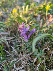 Corydalis solida