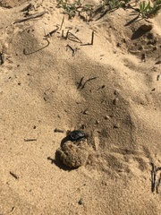 Scarabaeus cicatricosus