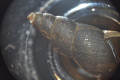 Omphiscola glabra