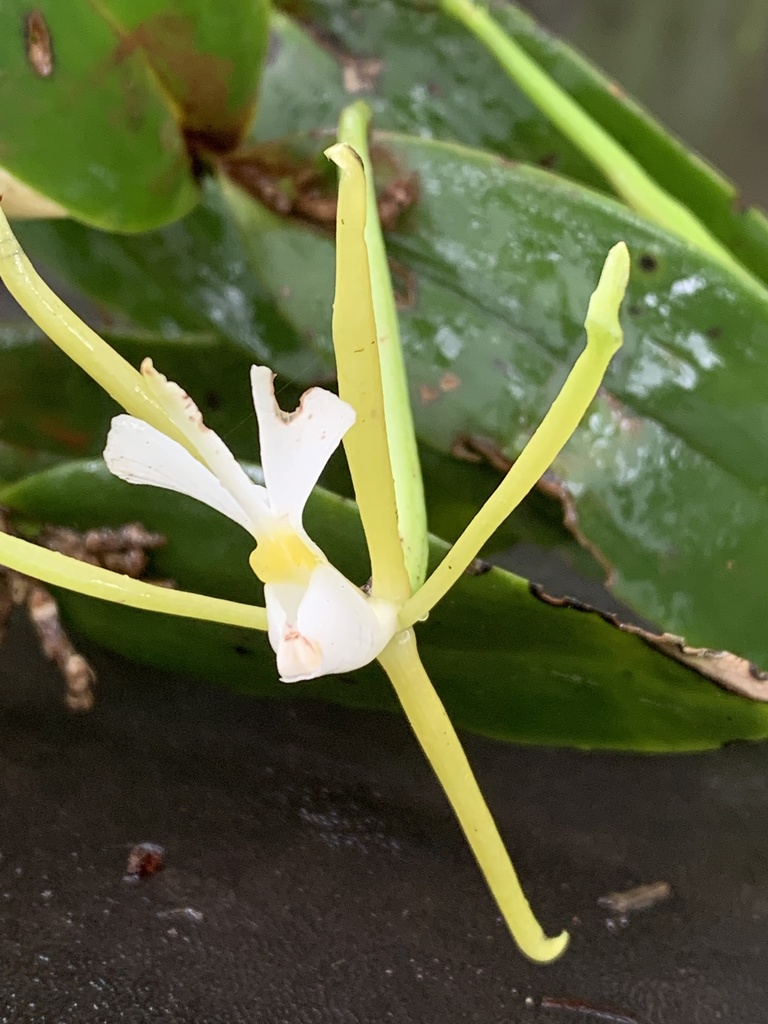 Epidendrum carpophorum Barb.Rodr. 4