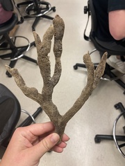 Axinella polycapella