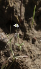 Meconella denticulata