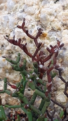 Limonium articulatum