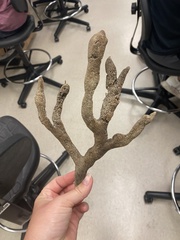 Axinella polycapella