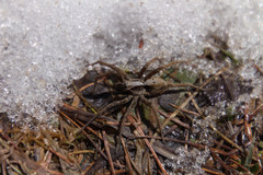Alopecosa inquilina