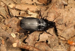 Abax parallelepipedus