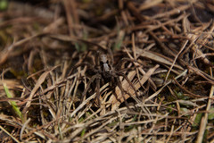 Alopecosa inquilina
