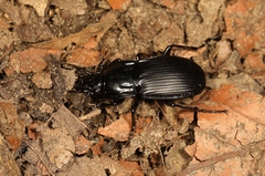 Abax parallelepipedus