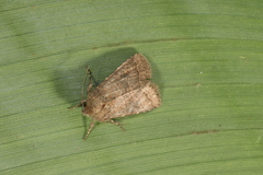 Eriopyga